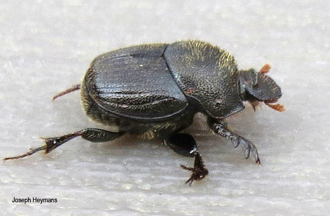 Onthophagus species